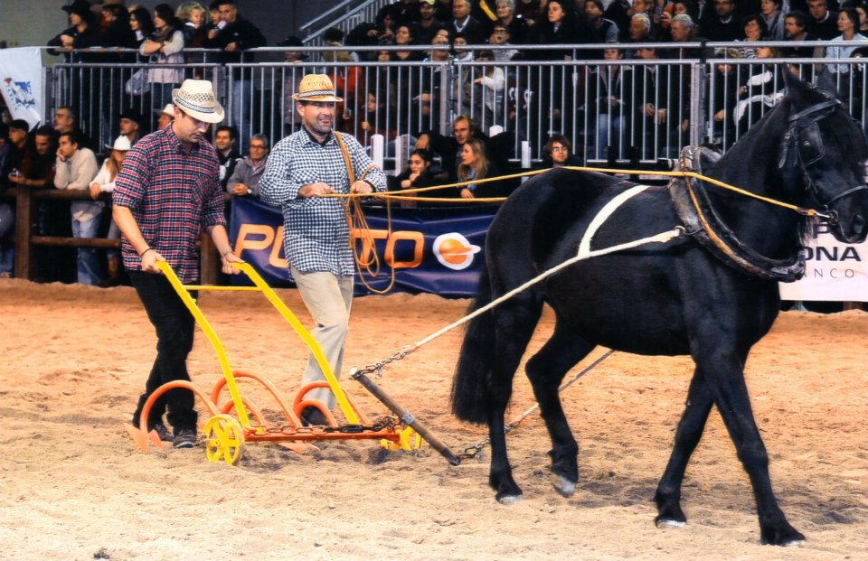 Monterufolino (Cavallino di Monterufoli Horses)